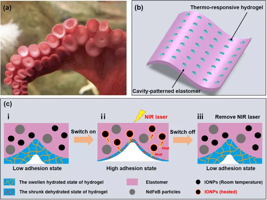 港中文《Bioinspiration & Biomimetics》：仿生章鱼光磁双刺激响应黏附垫，用于精细电子器件的远程运输