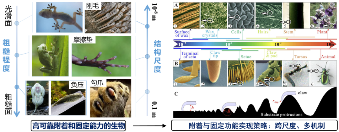 南航姬科举课题组：兼具排汗透气与黏附的仿生健康监测电极