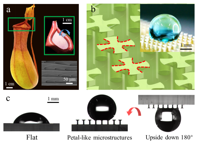 西安交通大学张辉课题组：PμSL 3D打印花瓣状微结构表面实现液滴操控、油水分离和减阻