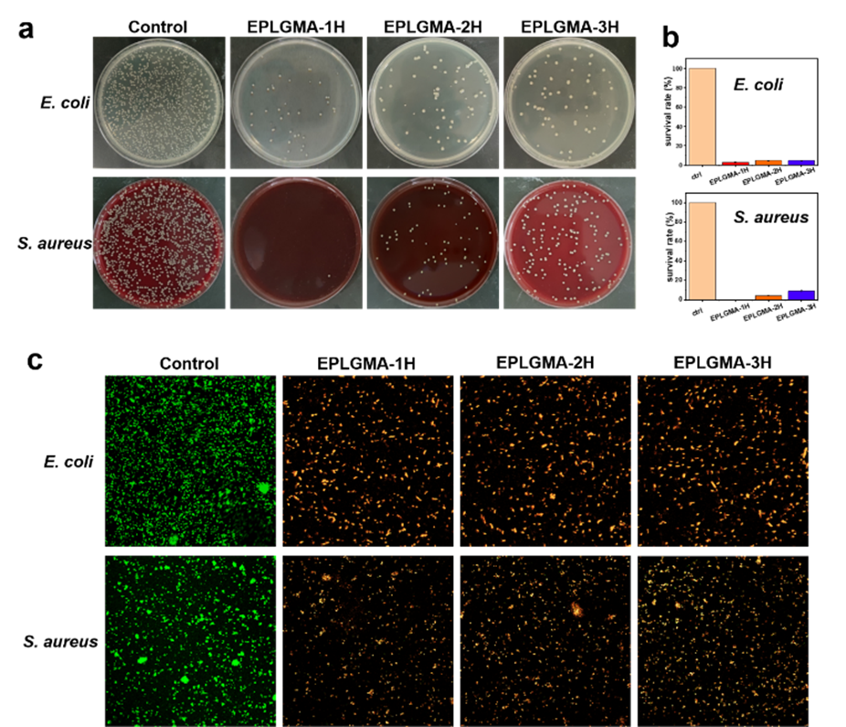 eplgma-3h共混后的(a)生长情况,(b)细菌存活率,(c)活/死细菌染色掌