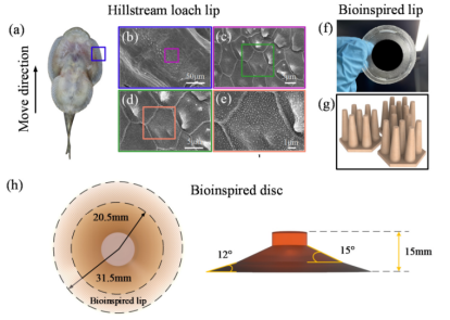 中国科学院合肥物质科学研究院吴晅课题组《Biomimetics》：微米级3D打印助力仿爬岩鱼吸盘制备