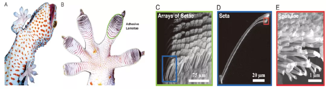 壁虎脚掌黏附系统的结构