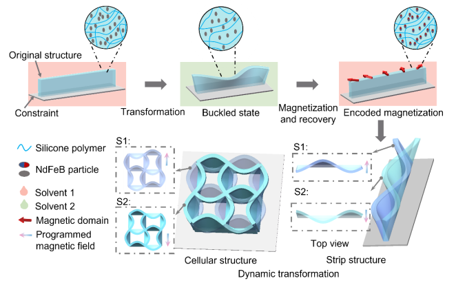 香港中文大学张立团队：基于屈曲不稳定性编码的非均质磁化实现软材料结构动态形貌的调控