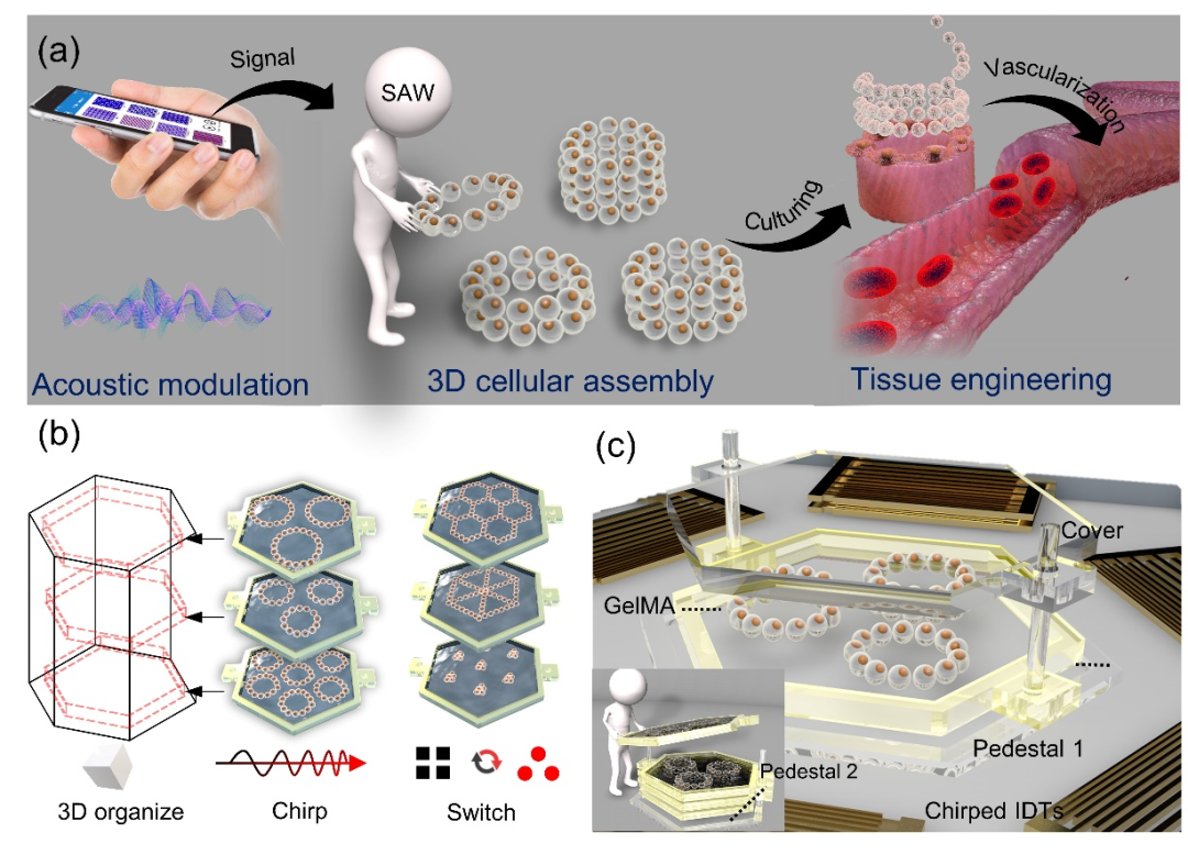 厦门大学陈鹭剑、胡学佳与武汉大学杨奕课题组：3D打印器件辅助的声学细胞三维组装