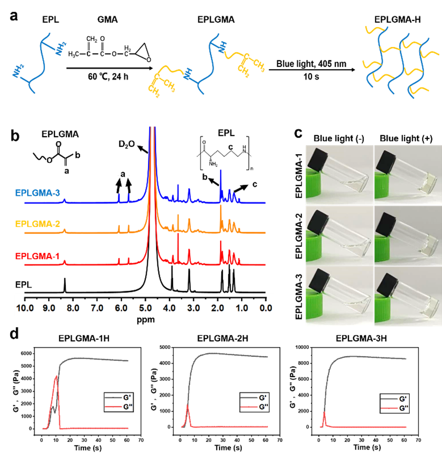 湖南大学刘海蓉课题组：一种可用于3D生物打印的抗菌ε-聚赖氨酸衍生生物墨水