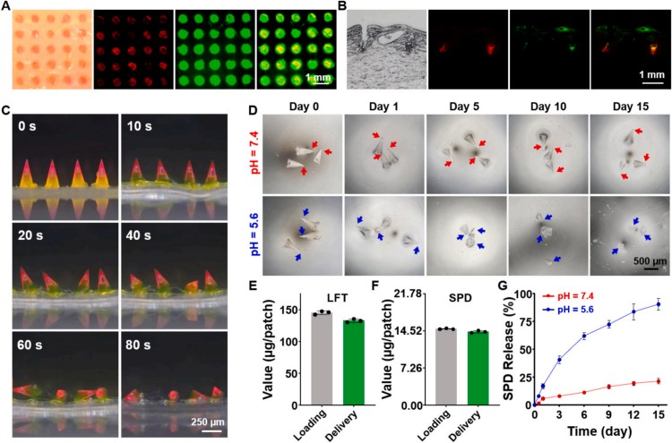 1764559781477176.jpg 微信图片_2025-12-01_112603_489.jpg